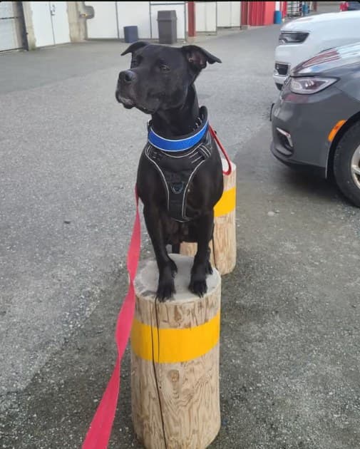 Black dog balancing on a parking-lot post during training