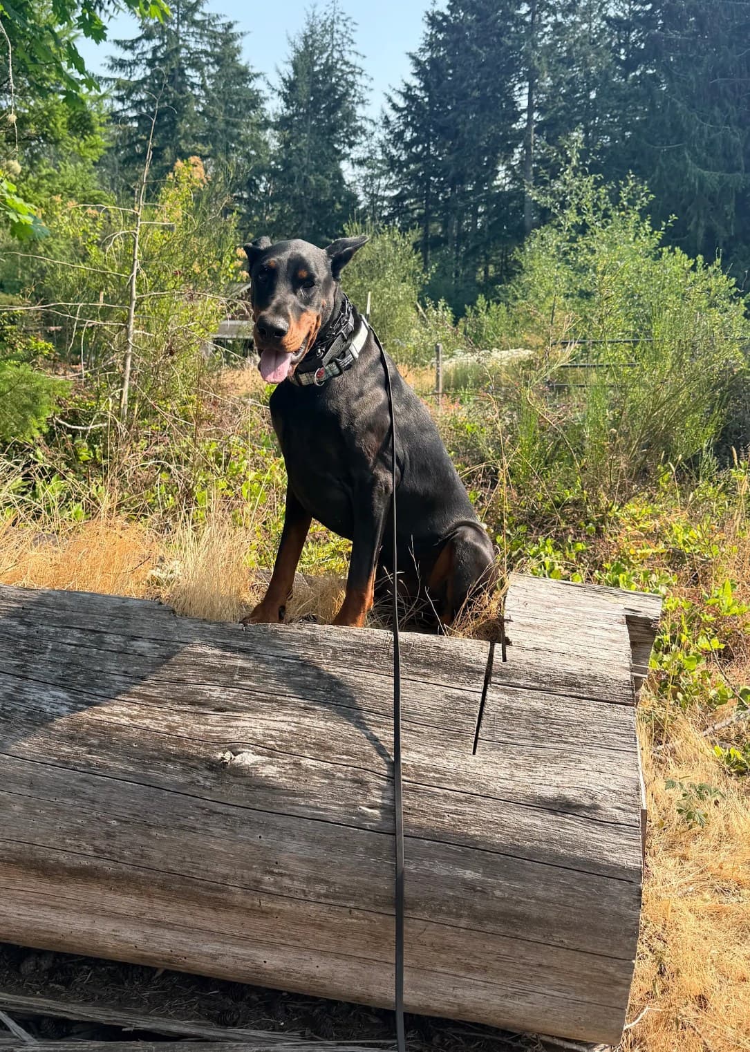 Apollo sitting behind a fallen log outdoors
