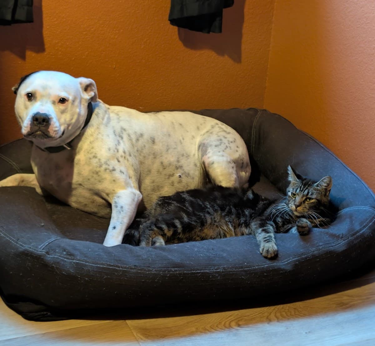 Pork Chop sharing a dog bed with a cat