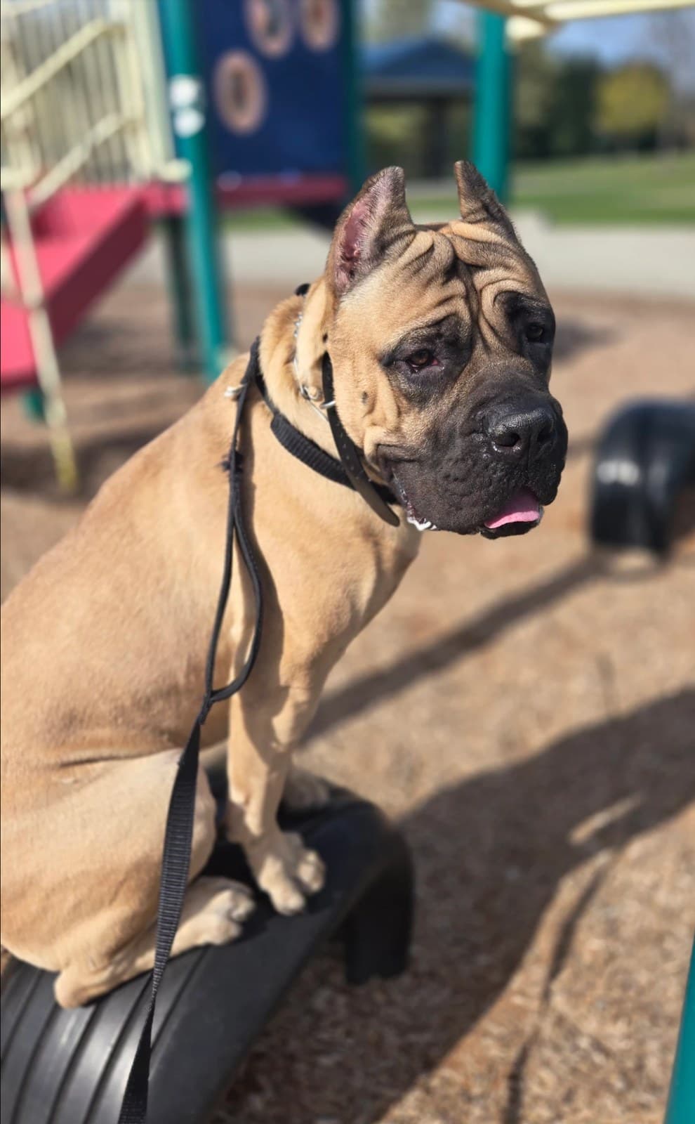 Toa sitting at a playground